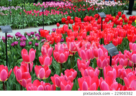 Keukenhof Park Netherlands Keukenhof Park Netherlands 22908382
