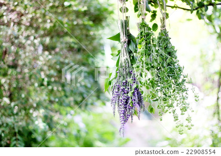 一堆草藥懸在樹蔭下 一堆草藥懸在樹蔭下 22908554