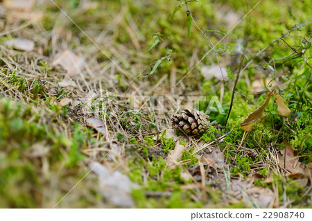 Pinecone on the ground in autumn forest 22908740