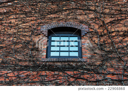 window on brick wall  with dry climber 22908868