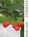 櫻桃 22908918