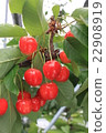 櫻桃 22908919