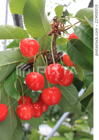 Cherry Cherry 22908919