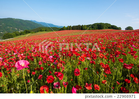 Poppy field in full bloom 22908971