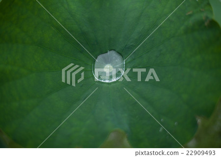 Water drops, rain water on lotus leaves Water drops, rain water on lotus leaves 22909493