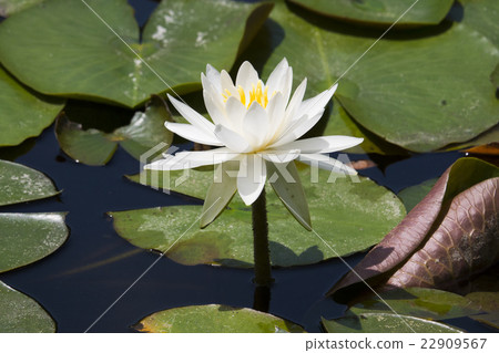 睡蓮 睡蓮 22909567