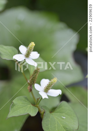 北達見花 22909639