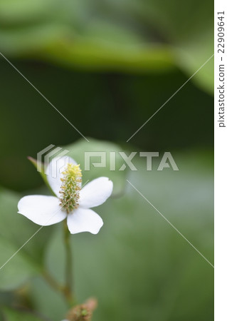 北達見花 22909641