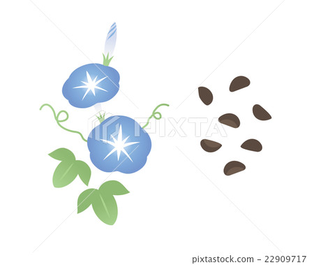 淺間種子 淺間種子 22909717