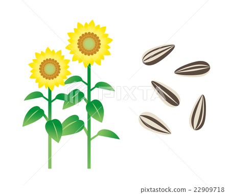 向日葵種子 向日葵種子 22909718