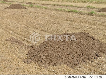 Compost to rice field 22909789