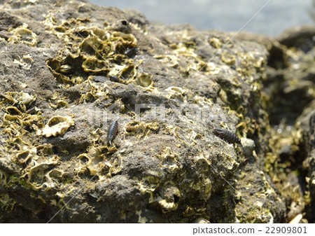 Fengusushi at the beach Fengusushi at the beach 22909801