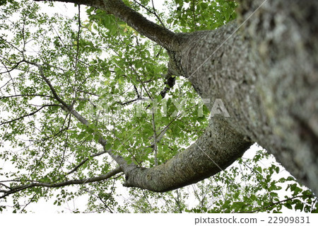 Sunbeams Sunbeams 22909831