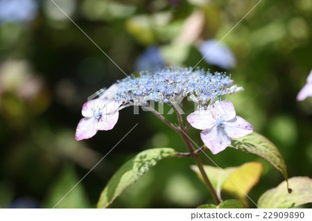  Gaku hydrangea 22909890