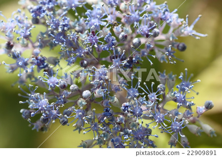  Gaku hydrangea 22909891