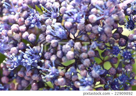  繡球花 22909892