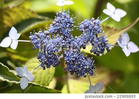  繡球花 22909893