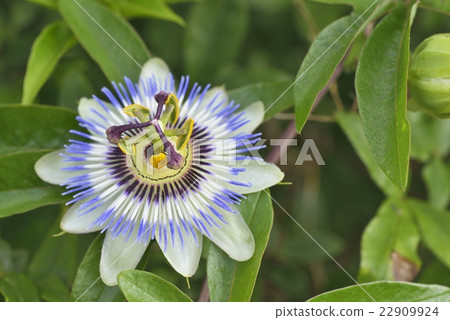 Flowering of Passionflower Flowering of Passionflower 22909924