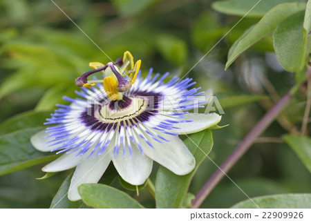 Flowering of Passionflower Flowering of Passionflower 22909926