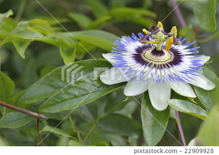 Flowering of Passionflower Flowering of Passionflower 22909928