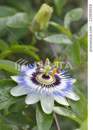 Flowering of Passionflower Flowering of Passionflower 22909929