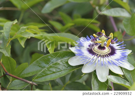 Flowering of Passionflower Flowering of Passionflower 22909932