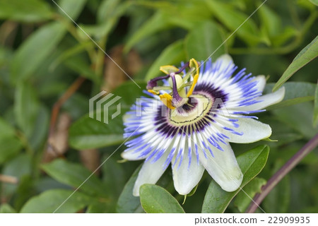 Flowering of Passionflower Flowering of Passionflower 22909935