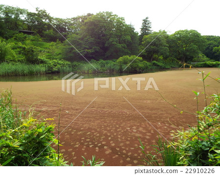 由於沼澤的富營養化，Akure鴨子正在蓬勃發展 22910226