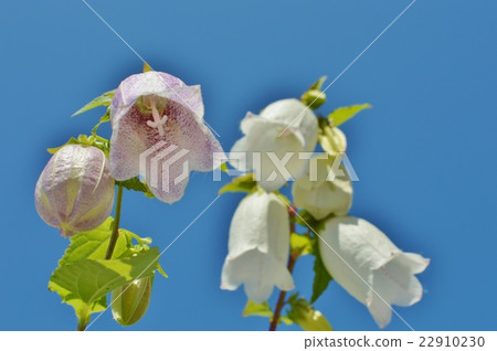 Hotarubukuro和藍天 Hotarubukuro和藍天 22910230