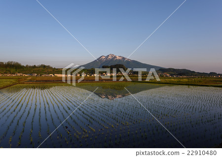 Iwakiyama在5月的早晨稻田 22910480