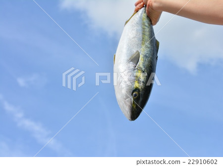 Inada手抓圖像，藍天 22910602