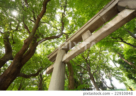 Torii (torori) and fresh green Torii (torori) and fresh green 22910848