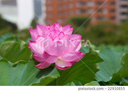 蓮花 蓮花 22910855