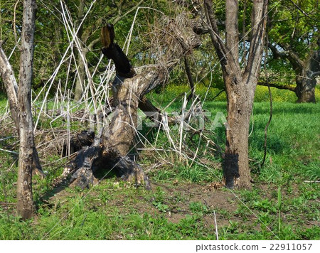 Watarase Setoji 22911057