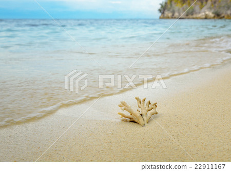 Coral on the sand at beach  22911167