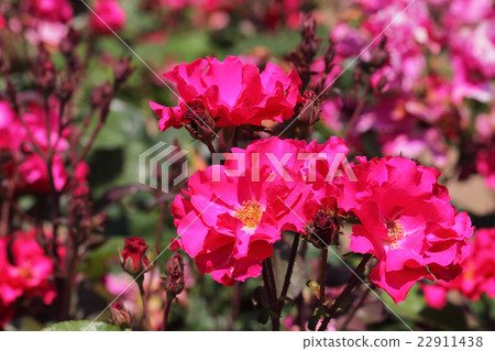 Permanent wave rose flower 22911438