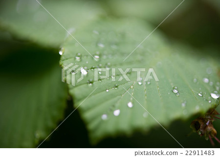 葉子與waterdrops雨季 葉子與waterdrops雨季 22911483