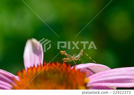 Larva of Mantis and Murasaki Barengiku 22912373