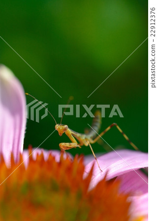 Larva of Mantis and Murasaki Barengiku 22912376
