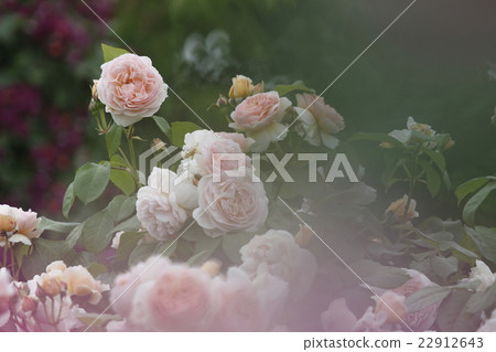 Roses of rose garden Roses of rose garden 22912643