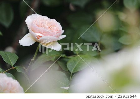 Roses of rose garden Roses of rose garden 22912644