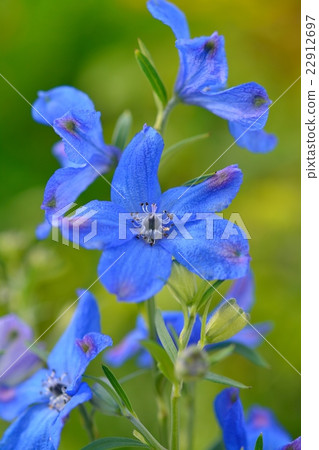 Delphinium Delphinium 22912697