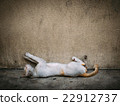 Poor homeless cat sleep on the concrete floor 22912737