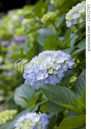 Hydrangea of Kamakura Hydrangea of Kamakura 22912765