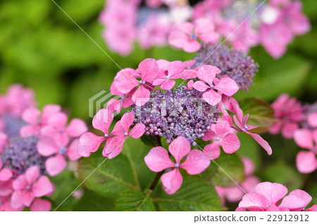 Rainy season and hydrangea 22912912