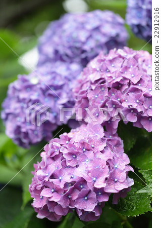 Rainy season and hydrangea Rainy season and hydrangea 22912916