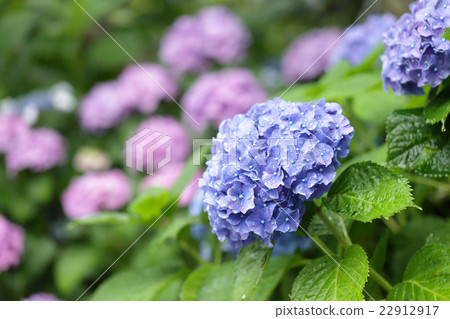 Rainy season and hydrangea Rainy season and hydrangea 22912917