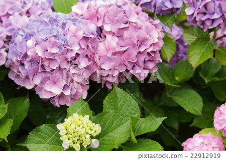 Rainy season and hydrangea Rainy season and hydrangea 22912919