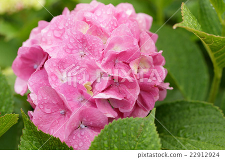 Rainy season and hydrangea Rainy season and hydrangea 22912924