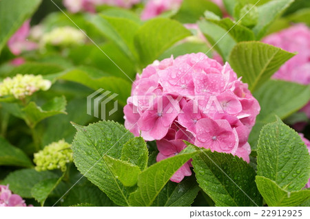 Rainy season and hydrangea 22912925